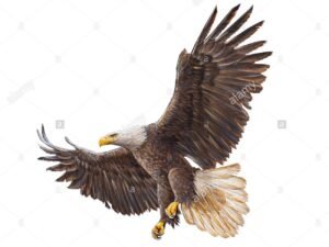 Detailed illustration of a soaring bald eagle in flight with outstretched wings, provided as the client inspiration image for a custom hand-carved solid wood front door.