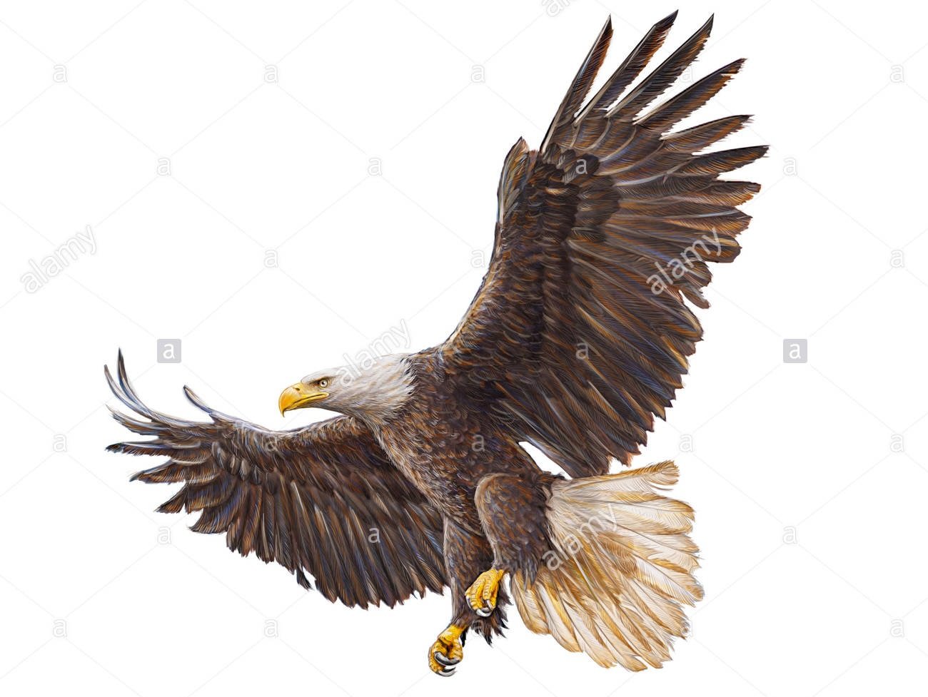 Detailed illustration of a soaring bald eagle in flight with outstretched wings, provided as the client inspiration image for a custom hand-carved solid wood front door.