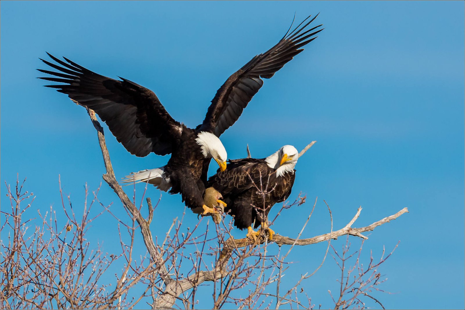 Pair of wild bald eagles perched on tree branches against a clear blue sky, reference photo for custom relief wood carving on a solid wood entry door.